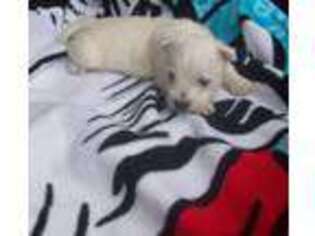 West Highland White Terrier Puppy for sale in New Castle, PA, USA