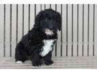 Labradoodle Puppy for sale in Woodburn, IN, USA