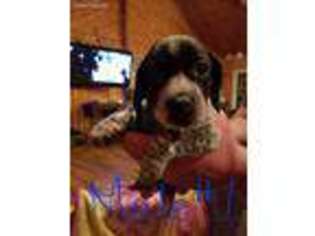 Beagle Puppy for sale in Greeneville, TN, USA