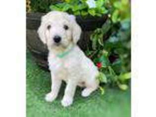 Goldendoodle Puppy for sale in Prescott, AZ, USA