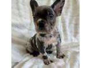 French Bulldog Puppy for sale in Elmwood Park, NJ, USA