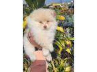 Pomeranian Puppy for sale in San Diego, CA, USA