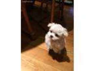 Maltese Puppy for sale in Hastings, MI, USA