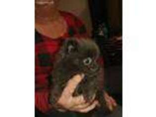 Pomeranian Puppy for sale in Ladson, SC, USA