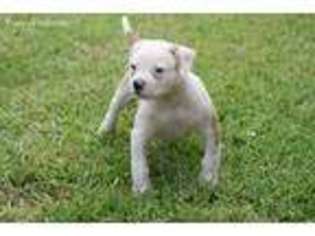 American Bulldog Puppy for sale in Houston, TX, USA