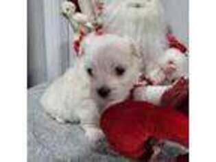 Maltese Puppy for sale in Swanton, OH, USA