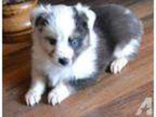 Miniature Australian Shepherd Puppy for sale in BEE SPRING, KY, USA