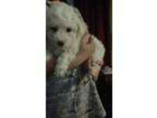 Bichon Frise Puppy for sale in Shamong, NJ, USA