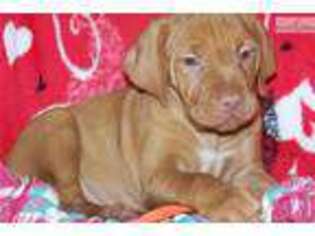 Vizsla Puppy for sale in Victoria, TX, USA