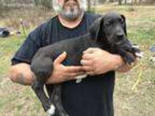 Great Dane Puppy for sale in Montevallo, AL, USA