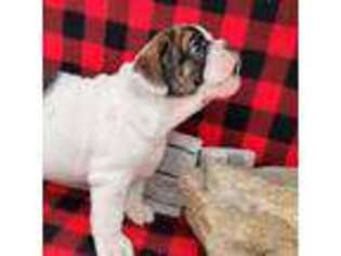 Bulldog Puppy for sale in Penn Yan, NY, USA