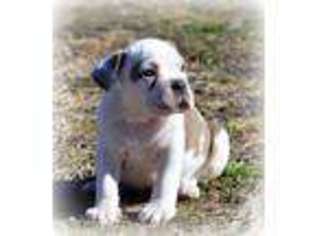 Bulldog Puppy for sale in COPPERAS COVE, TX, USA