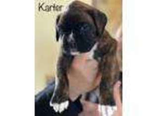 Boxer Puppy for sale in Matawan, NJ, USA