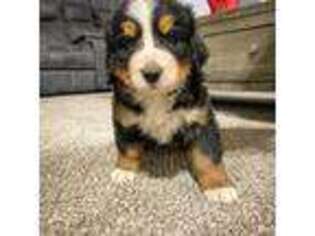 Bernese Mountain Dog Puppy for sale in Graham, WA, USA
