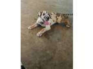 Great Dane Puppy for sale in Livingston, TX, USA
