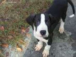 Great Dane Puppy for sale in Warner Robins, GA, USA