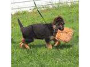 German Shepherd Dog Puppy for sale in Wheeling, WV, USA