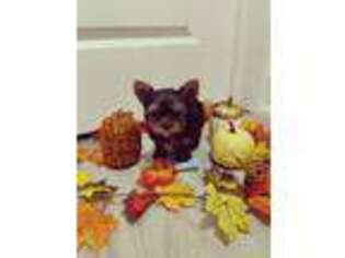 Yorkshire Terrier Puppy for sale in Raritan, NJ, USA