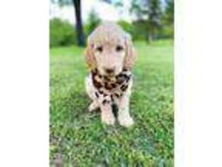 Goldendoodle Puppy for sale in Greenwood, AR, USA