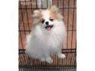 Pomeranian Puppy for sale in Maben, MS, USA