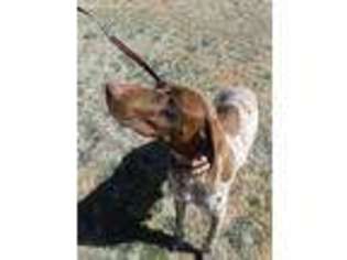 German Shorthaired Pointer Puppy for sale in Seminole, TX, USA