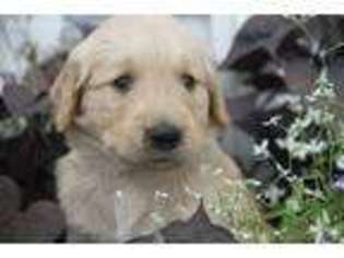 Golden Retriever Puppy for sale in Mediapolis, IA, USA