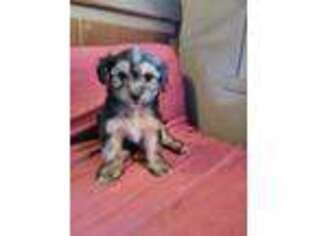 Mutt Puppy for sale in Cloverdale, OR, USA