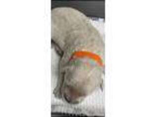 Goldendoodle Puppy for sale in Yalaha, FL, USA
