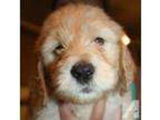Mutt Puppy for sale in WILLIAMS, CA, USA