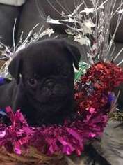 Pug Puppy for sale in BELLEVIEW, FL, USA