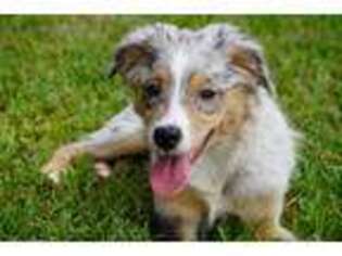 Miniature Australian Shepherd Puppy for sale in Melrose, FL, USA