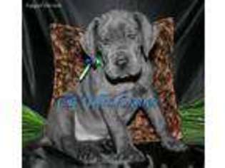 Great Dane Puppy for sale in Baltimore, OH, USA