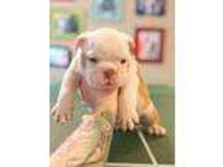 Bulldog Puppy for sale in Everett, WA, USA