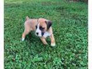 Boxer Puppy for sale in Taylorsville, NC, USA