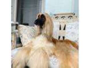 Afghan Hound Puppy for sale in Seattle, WA, USA