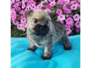 Cairn Terrier Puppy for sale in Dundee, OH, USA