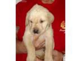 Labrador Retriever Puppy for sale in Anthony, FL, USA
