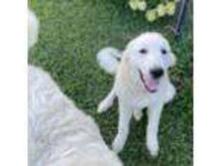 Medium Photo #1 Great Pyrenees Puppy For Sale in Bridgeton, NJ, USA