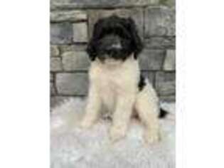 Newfoundland Puppy for sale in Shreve, OH, USA