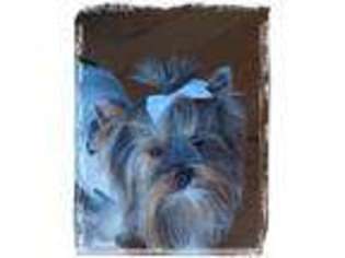 Yorkshire Terrier Puppy for sale in Goshen, OH, USA
