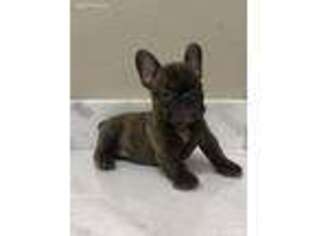 French Bulldog Puppy for sale in Beaumont, TX, USA