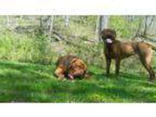 American Bull Dogue De Bordeaux Puppy for sale in Beacon Falls, CT, USA