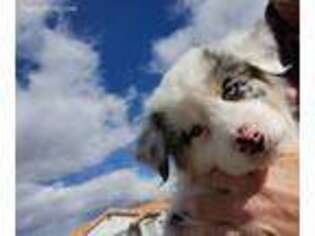 Australian Shepherd Puppy for sale in Laughlin, NV, USA
