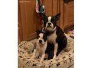 Boston Terrier Puppy for sale in Greenville, TX, USA