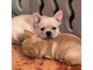 French Bulldog Puppy for sale in Oxford, ME, USA