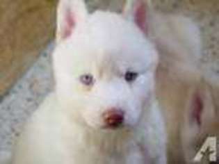 Siberian Husky Puppy for sale in MIAMI, FL, USA