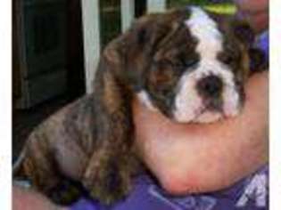 Bulldog Puppy for sale in AUBURN, WA, USA