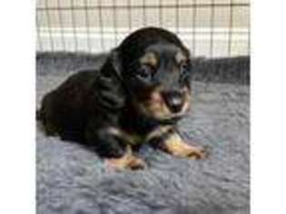 Dachshund Puppy for sale in Steele, AL, USA