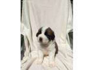 Saint Bernard Puppy for sale in Nashville, OH, USA