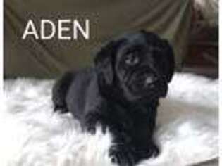 Labrador Retriever Puppy for sale in New Haven, IN, USA
